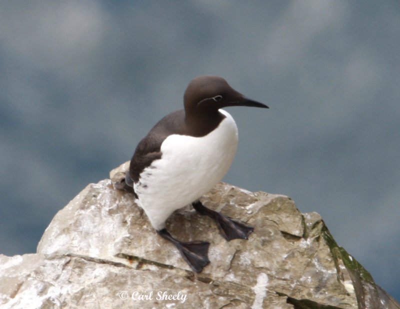 CommonMurre-1.jpg
