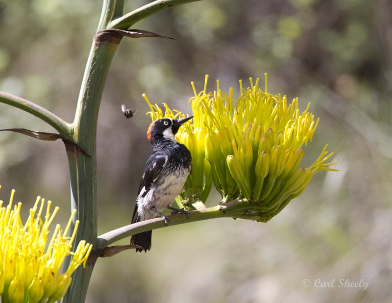 AcornWoodpecker8847.jpg