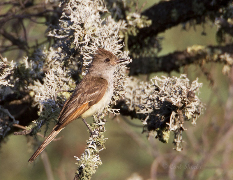 Ash-throatedFlycatcher9271.jpg