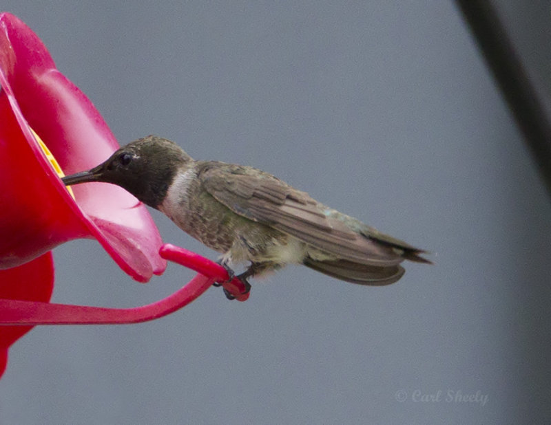 Black-chinnedHummingbird9640.jpg