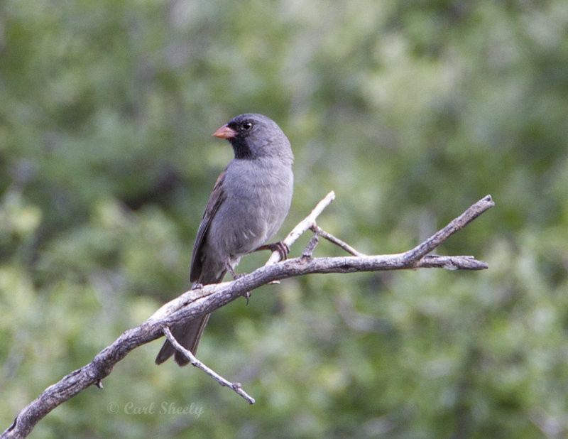 Black-chinnedSparrow8651.jpg