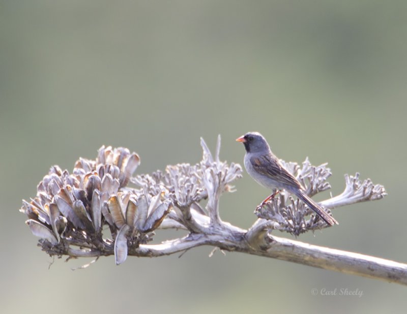 Black-chinnedSparrow8683.jpg