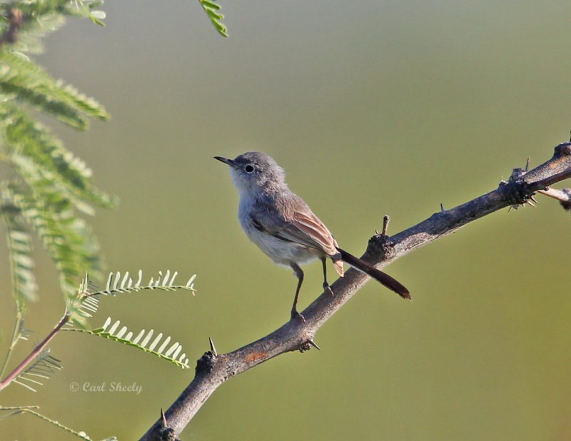 Black-tailedGnatcatcher-f-8226.jpg