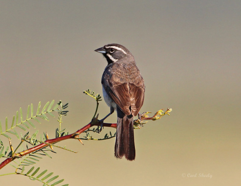 Black-throatedSparrow8216.jpg