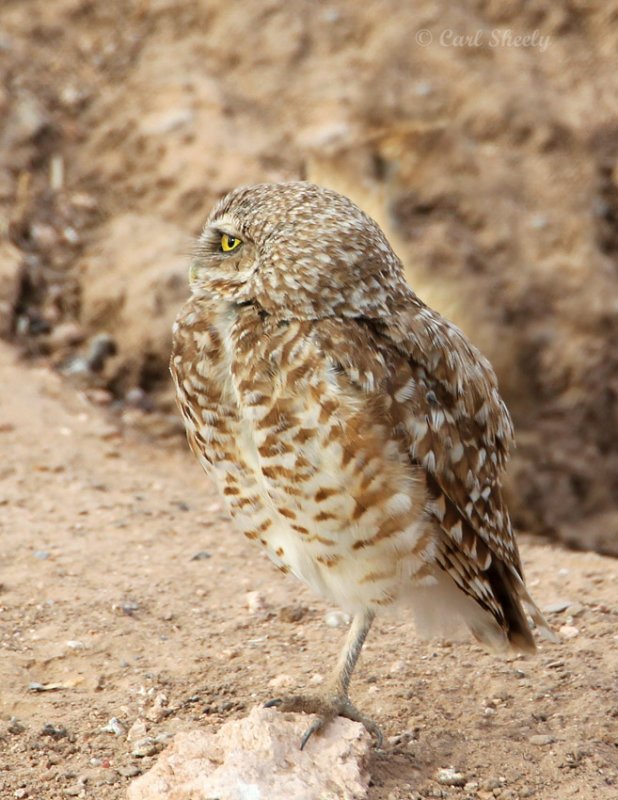 BurrowingOwl7870.jpg