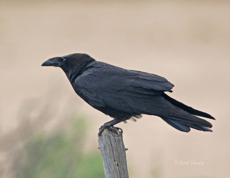 ChihuahuanRaven8033.jpg