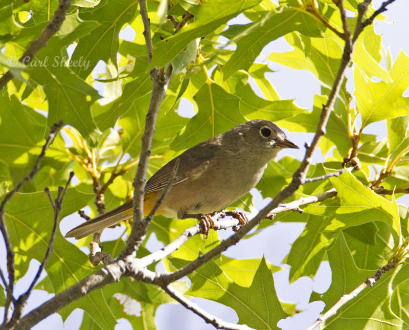 ColimaWarbler8750.jpg