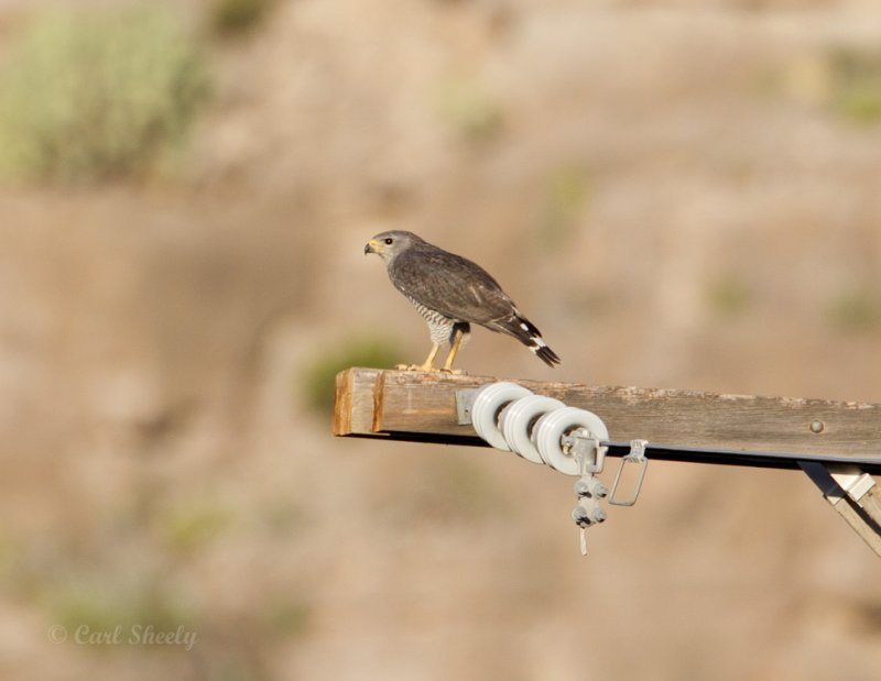 GrayHawk8990.jpg