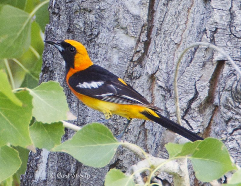 HoodedOriole8587.jpg