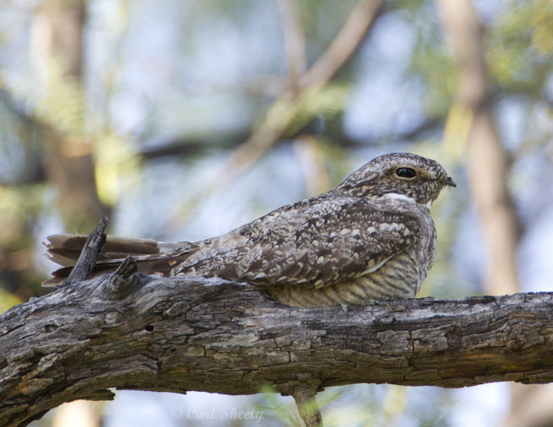 LesserNighthawk9106.jpg