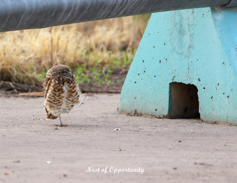 Nest of Opportunity.jpg