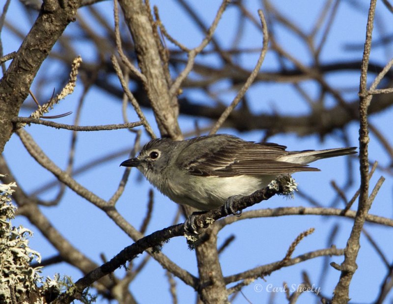 PlumbeousVireo9337.jpg