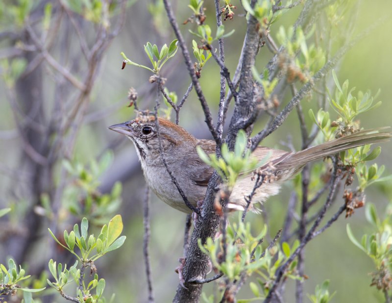 Rufous-crownedSparrow8377.jpg