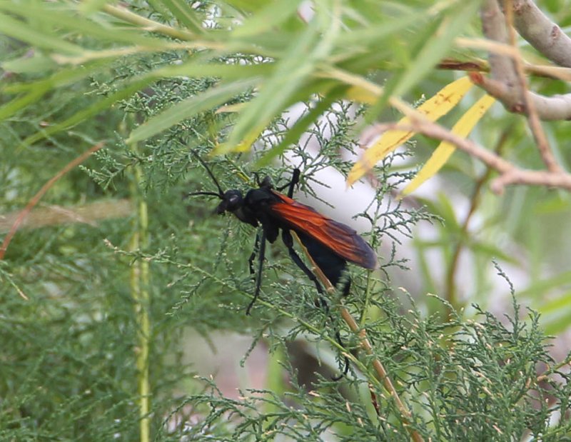Tarantula Wasp.jpg