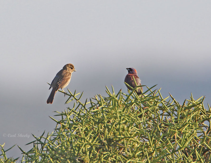 VariedBuntings8258.jpg