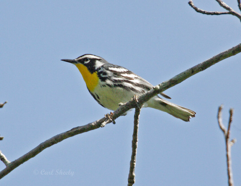 YellowThroatedWarbler8600.jpg