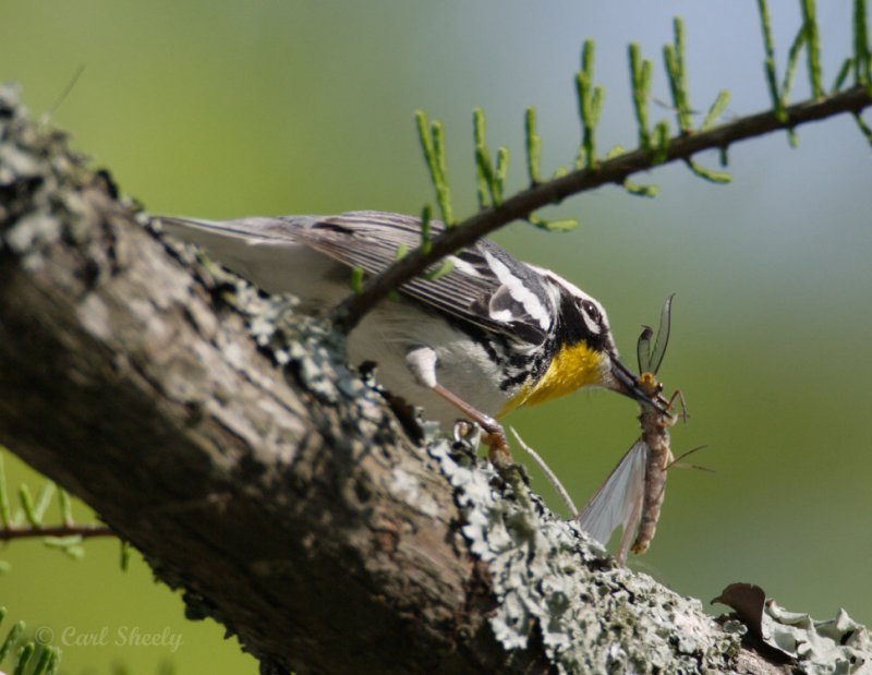 YellowThroatedWarbler8614.jpg