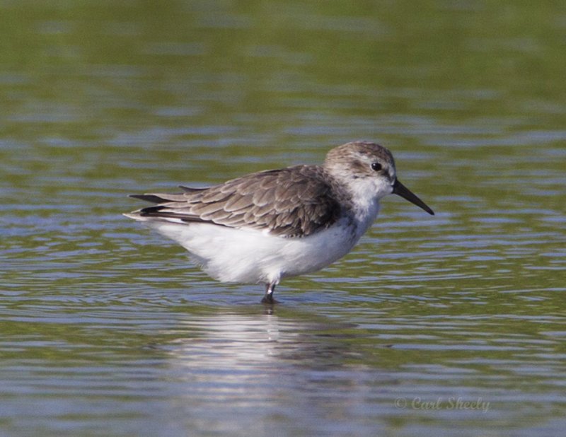Western Sandpiper0067.jpg