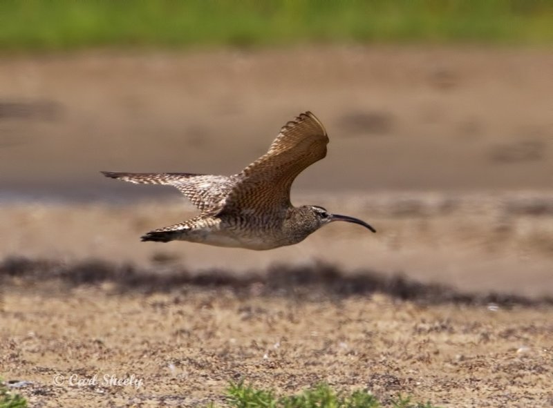 Whimbrel0355.jpg
