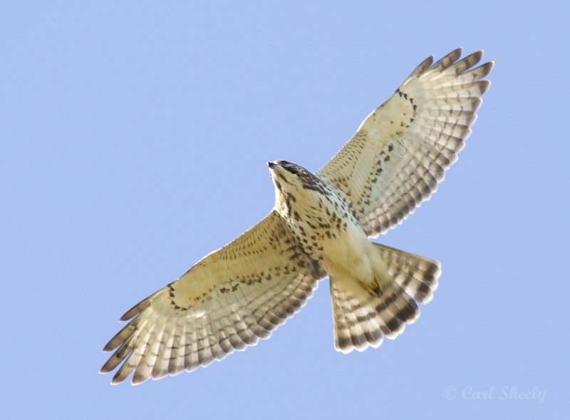Coopers Hawk1191.jpg