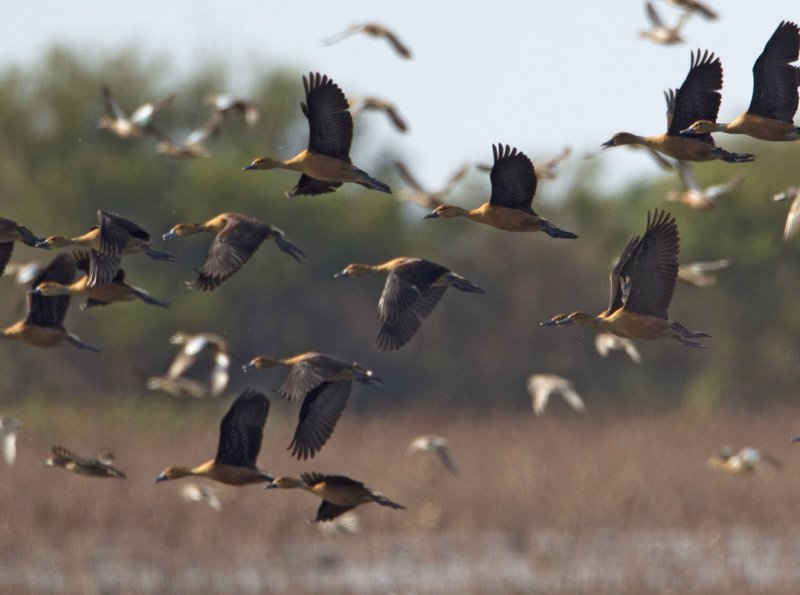 Fulvous Whistling-duck1544.jpg