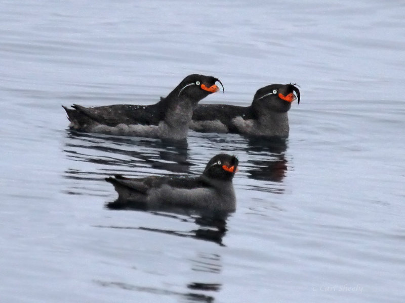 Crested Auklet3144.jpg