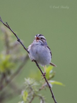 Clay-colored Sparrow-5.jpg