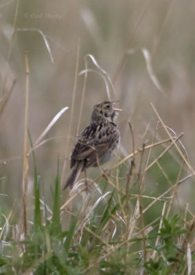 Bairds Sparrow-1.jpg