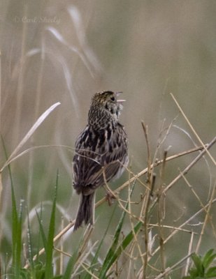 Bairds Sparrow-2.jpg