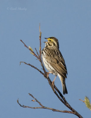 Savannah Sparrow-15.jpg