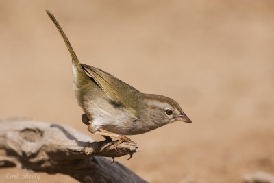 Olive Sparrow-3.jpg