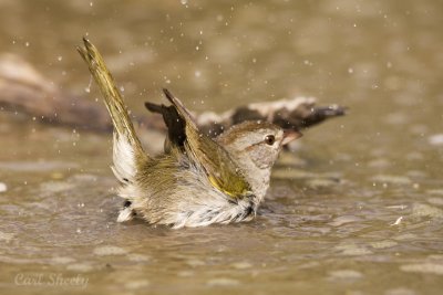 Olive Sparrow bathing.jpg