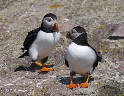 Atlantic Puffin-4