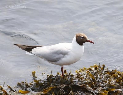 BlackHeadedGull0837.tif