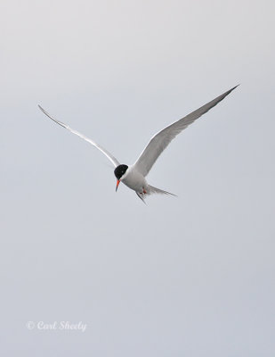 Common Tern0820.jpg