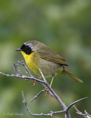 CommonYellowthroat0115.jpg