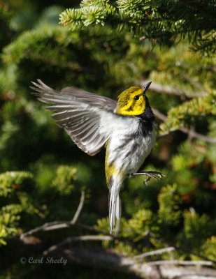 BlackThroatedGreenWarbler0314.jpg