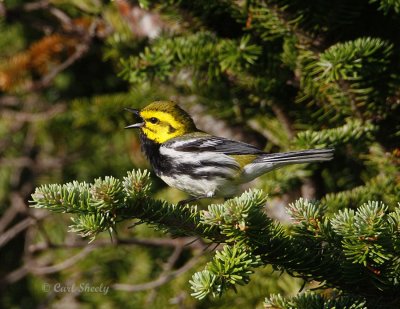 BlackThroatedGreenWarbler0325.jpg