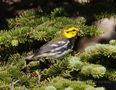 BlackThroatedGreenWarbler0337.jpg