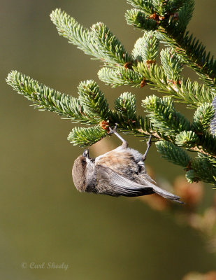 BorealChickadee0297.jpg