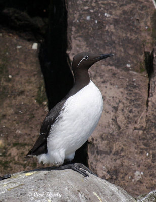 CommonMurrebridled1156.jpg