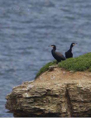 Great Cormorant0187.jpg