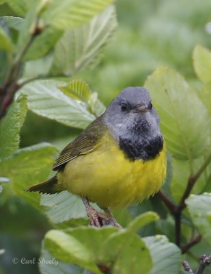 Morning Warbler0783.jpg