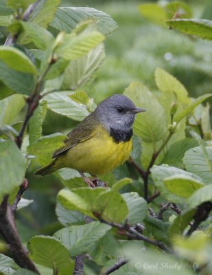 MorningWarbler0780.jpg