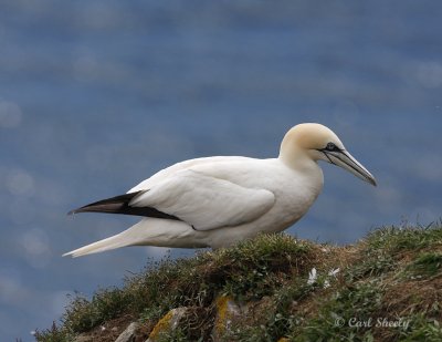 Northern Gannet0044.tif