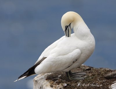 Northern Gannet0095.jpg