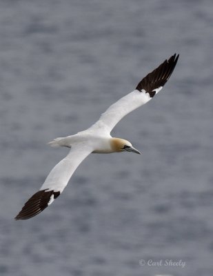 Northern Gannet0198.jpg
