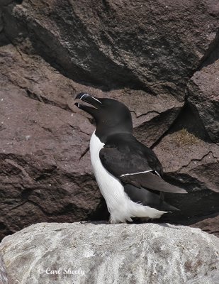 Razorbill1222.tif