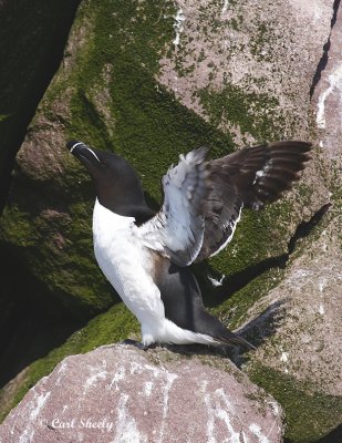 Razorbill1227.tif