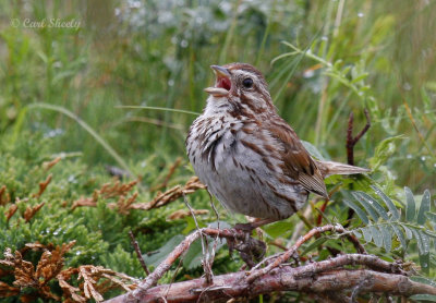 SongSparrow-2.jpg